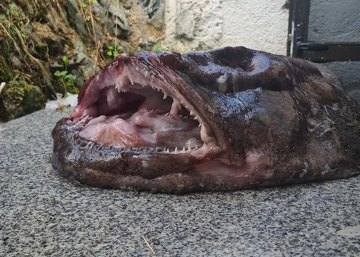 Casa Miguel 3* Artedo